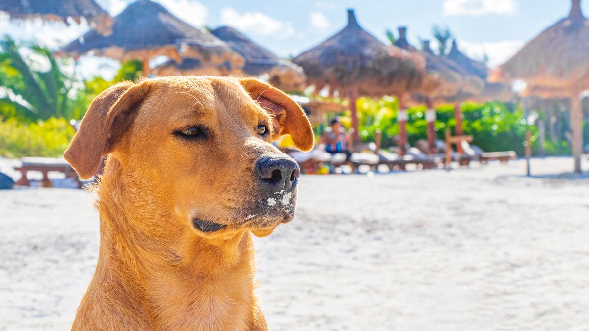 Pet-Friendly Gulf Coast Vacation: Rentals, Beaches & More