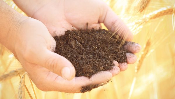 Plant Nutrition: Bled Experts Explore the Benefits of Bio-Active Fertilizers
