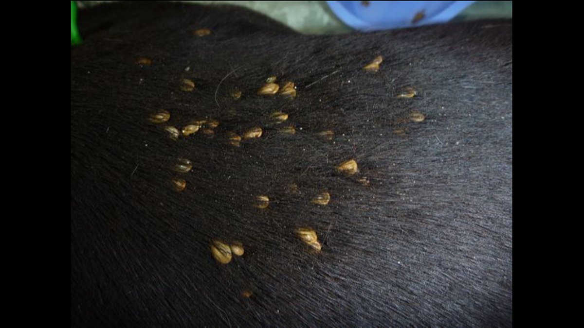 Protect Your Backyard: Atlas Pest Control Tackles Edmond Tick Outbreaks