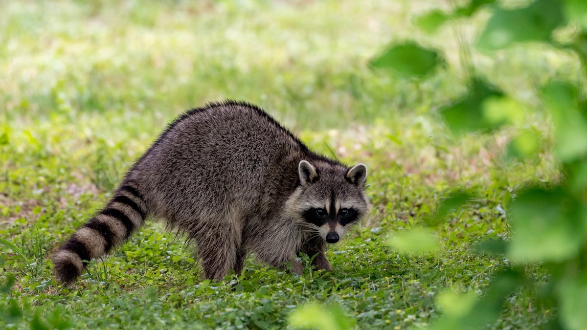 Raccoon Removal in Fairfax, VA: Best Companies, Cost & Reviews