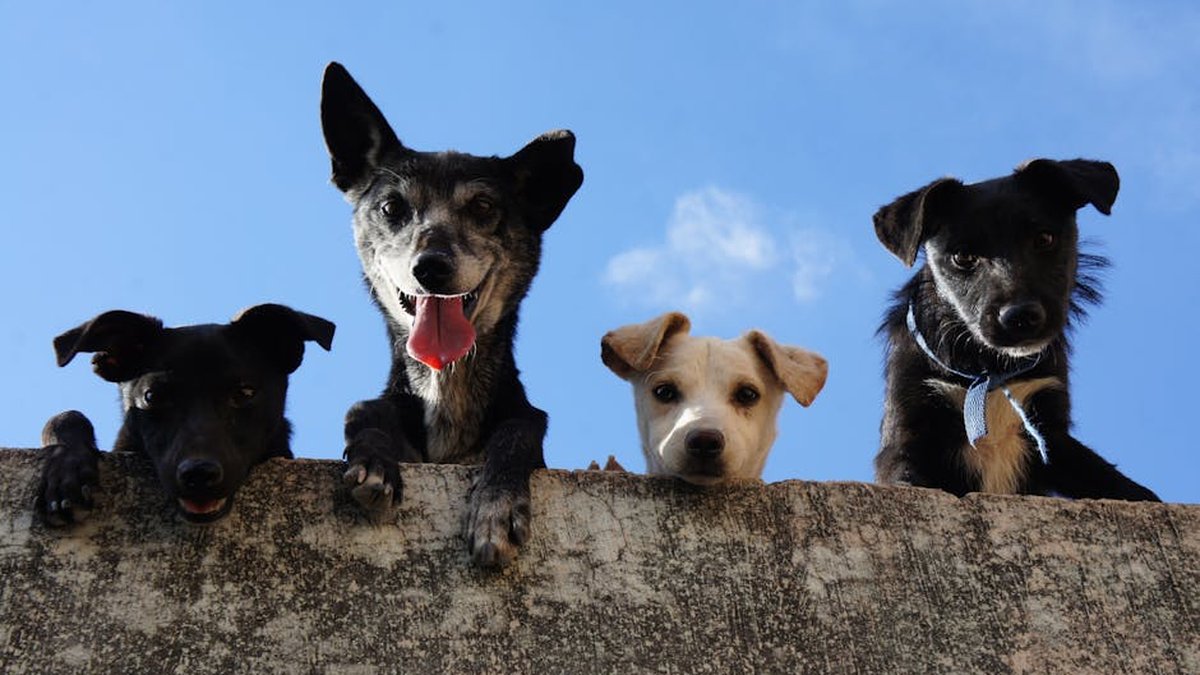 Raleigh Dog Walking Service With GPS Tracking & Dedicated Walkers Expanded