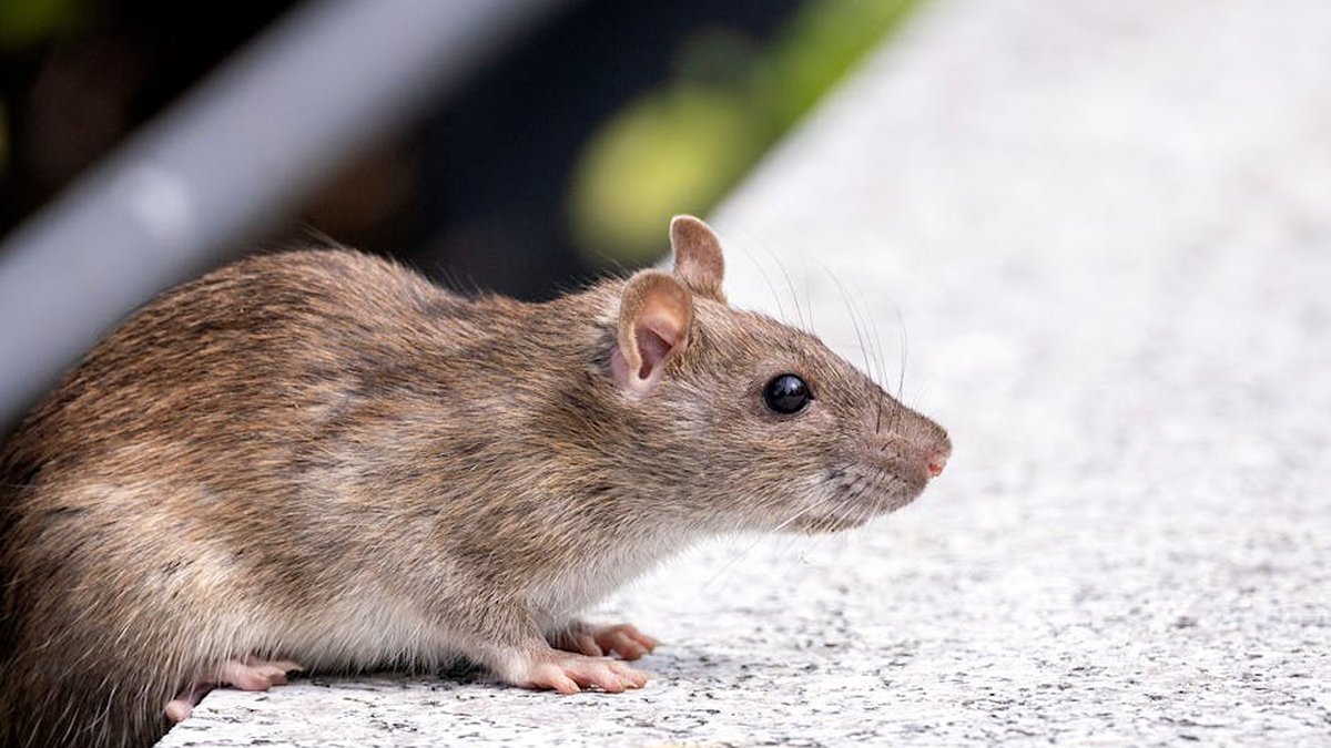 Rodent Control in Reston, VA: Best Companies, Prices & Reviews