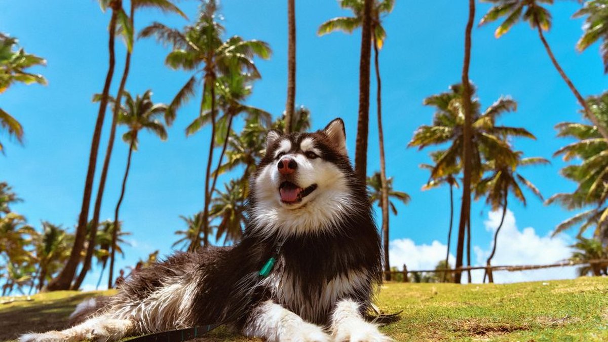 Seacrest Beach, FL Oceanfront Rentals By Owner With Pet Policy: Guide Published