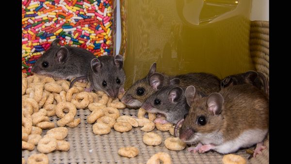 Silver Spring, MD Same-Day Mouse Exterminator: Pest Control Services Expanded