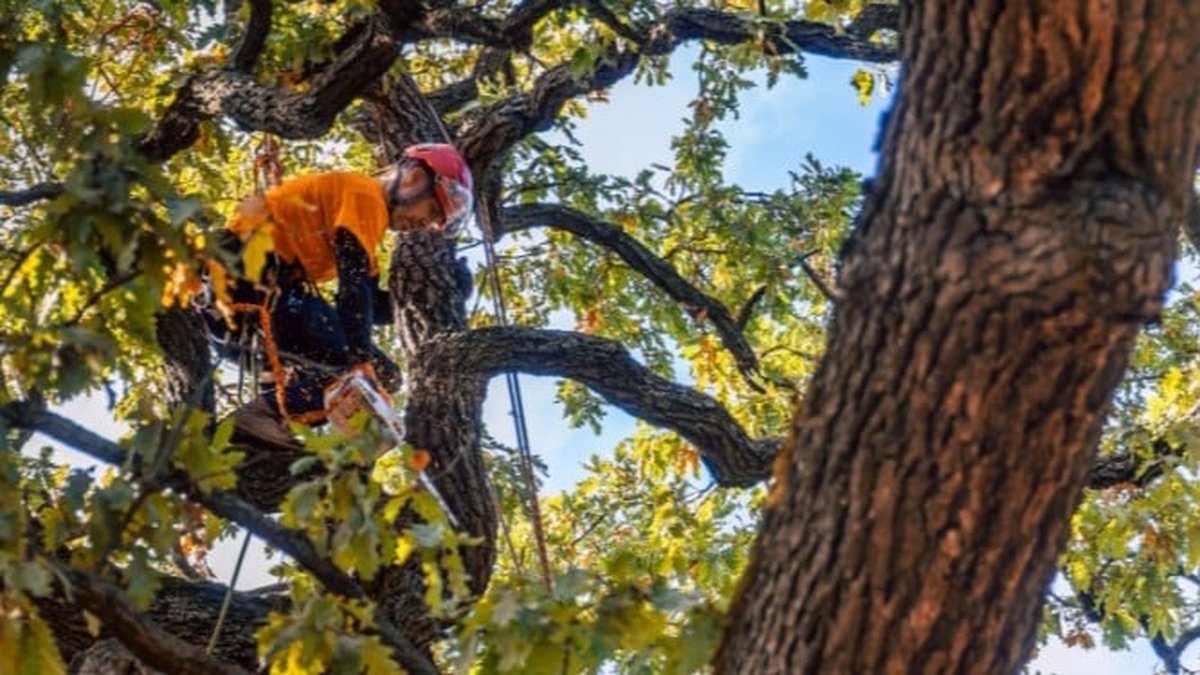 Texas Tree Removal & Pruning: Why You Should Choose An ISA Certified Arborist