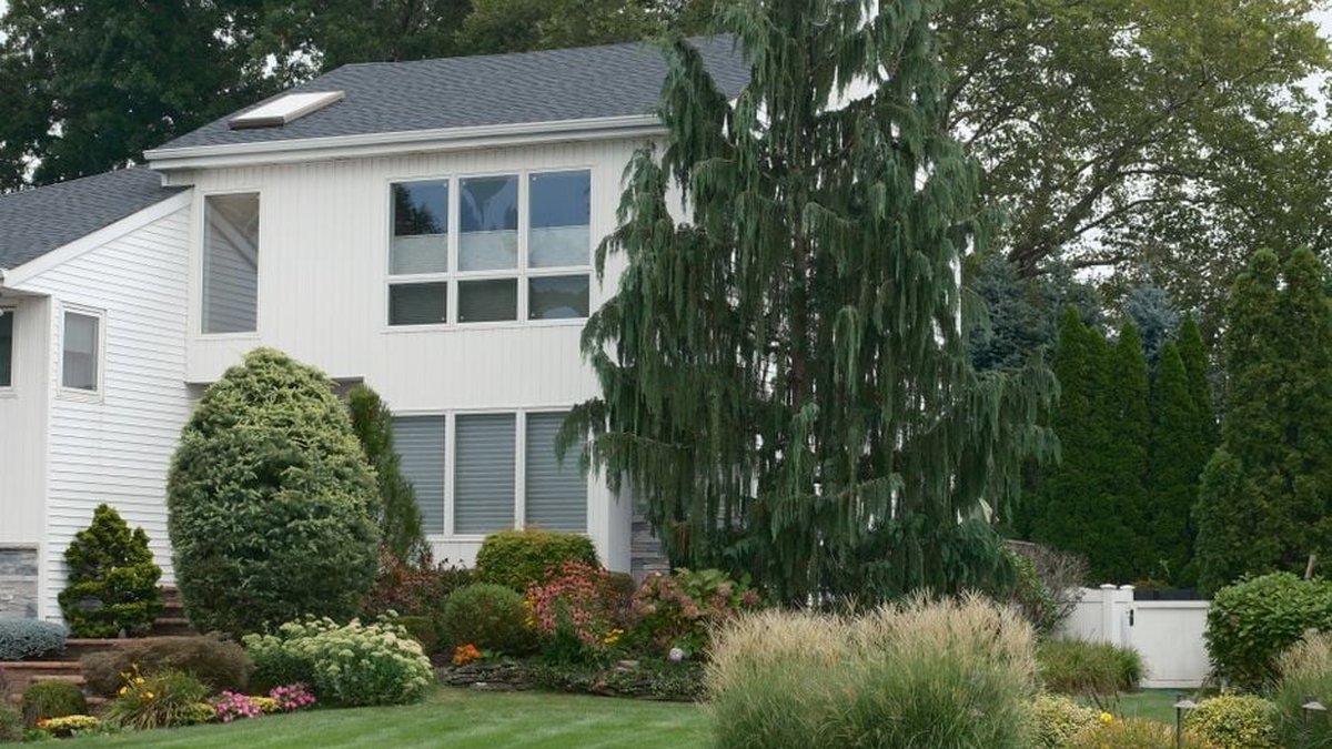 Tree Hazard Assessment: Houston Experts Explain When Your Trees Need Checking
