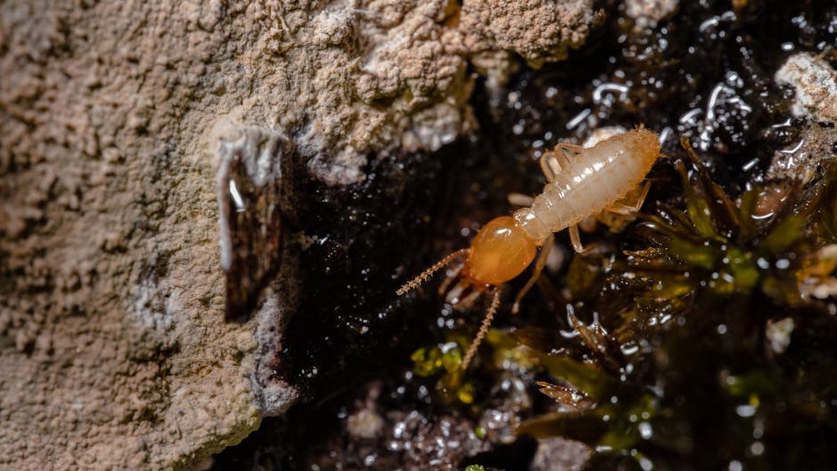 Virginia Termite Types & DIY, Professional Solutions Explained in New Guide