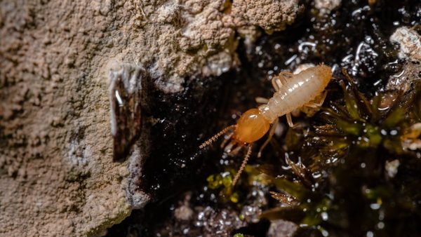 Virginia Termite Types & DIY, Professional Solutions Explained in New Guide