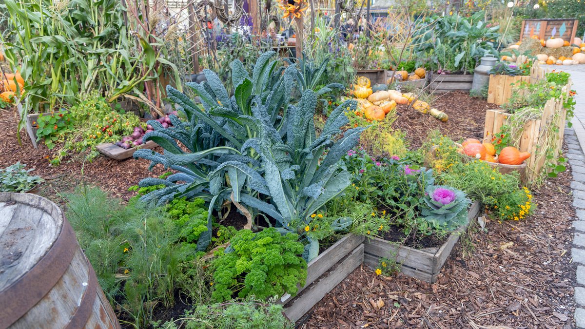West Texas Planting Calendar: Fall Crops, Frost Dates & Tips For Home Gardeners