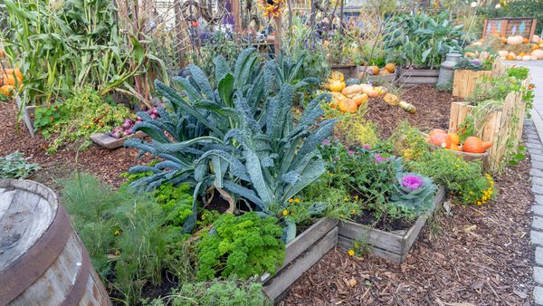 West Texas Planting Calendar: Fall Crops, Frost Dates & Tips For Home Gardeners