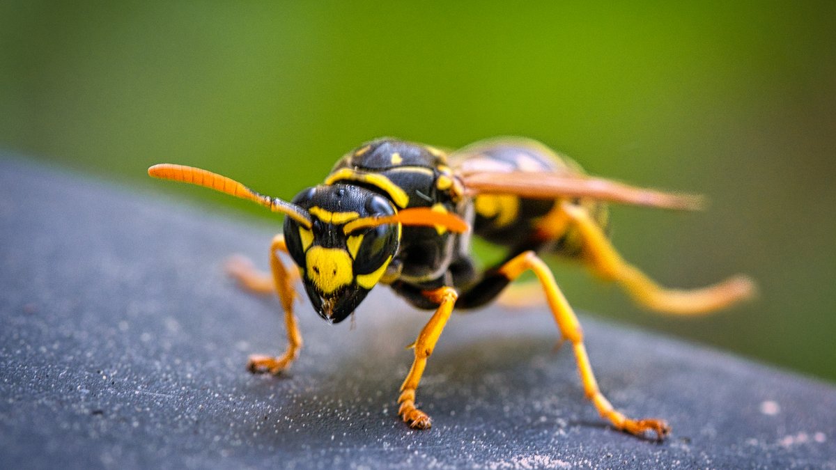 Are Wasp Nests Dangerous? Virginia Experts Explain Risk & Control Methods