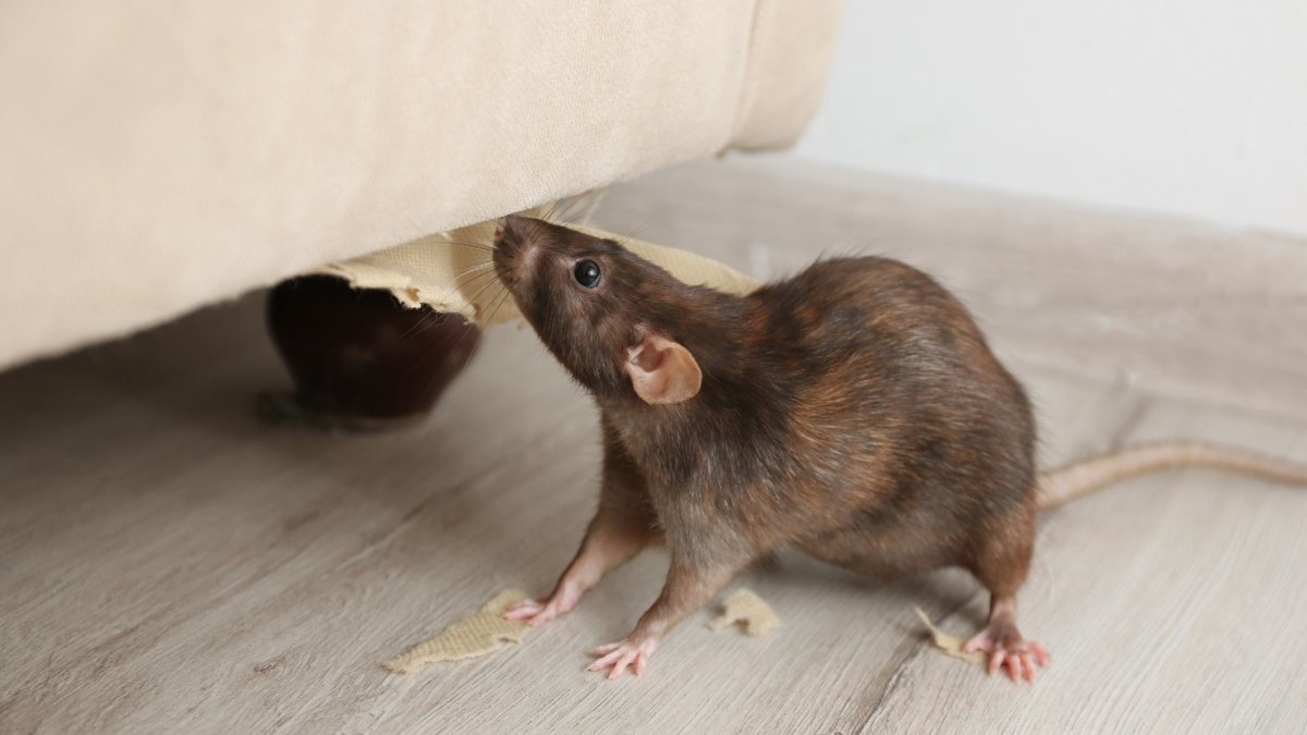 Atlas Pest Control Strengthens Commercial Rodent Defense Programs in Edmond