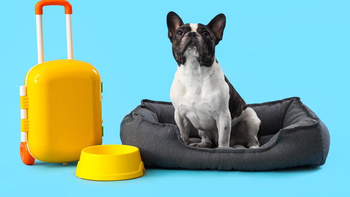 Boarding Your Dog For The First Time: IL Pro Shares Everything You Need To Know