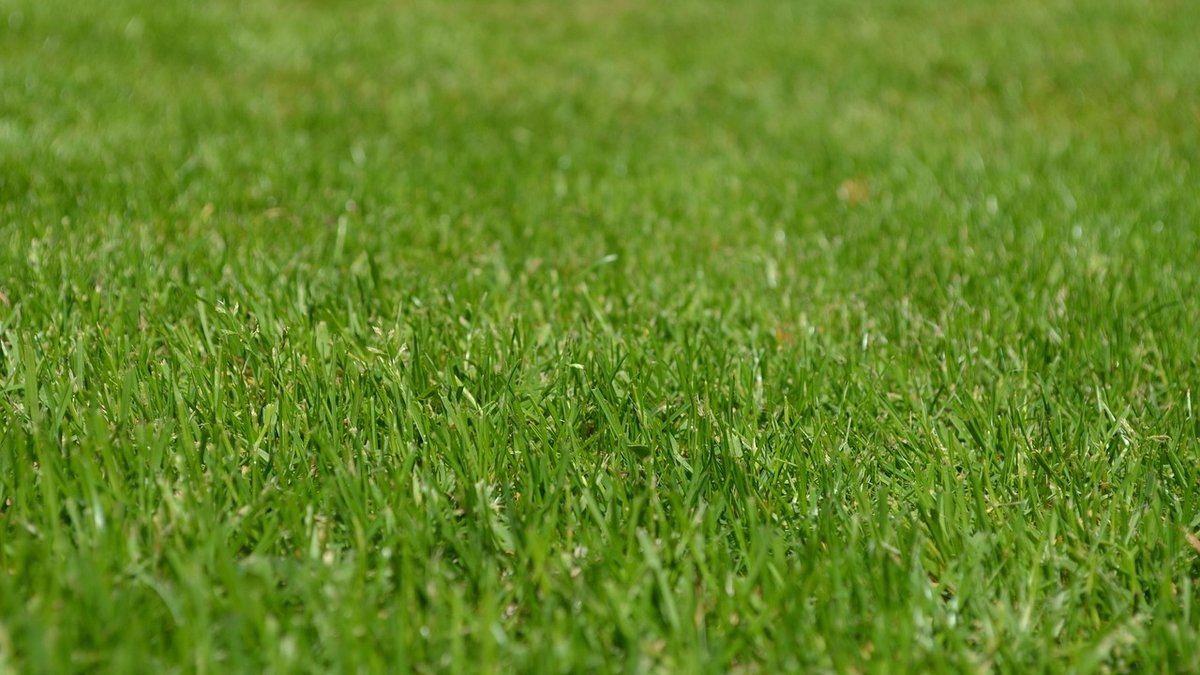 How Often Should You Mow Your Lawn? DFW Landscaping Contractors Explain Timing