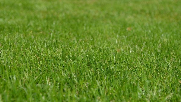 How Often Should You Mow Your Lawn? DFW Landscaping Contractors Explain Timing