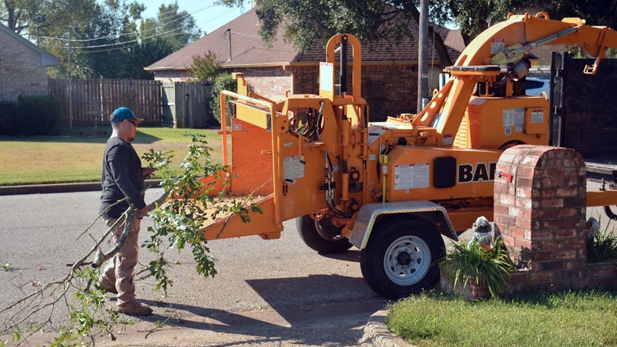 How To Tell If A Tree Needs To Be Removed: DFW Specialists Assess Risk Factors