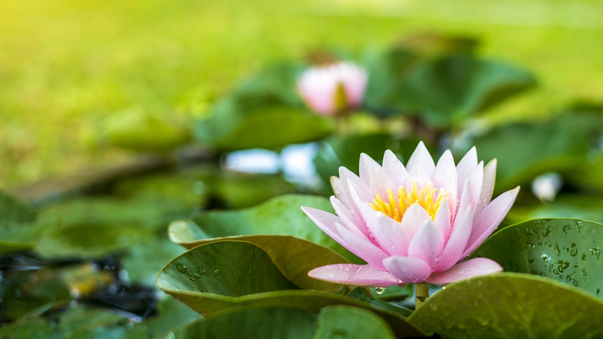 Integrative Endometriosis Treatment: Institute Mission & Vision Announced