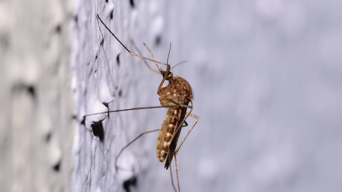 Is Mosquito Control Safe? NoVA Experts Share Eco-Friendly Treatment Options