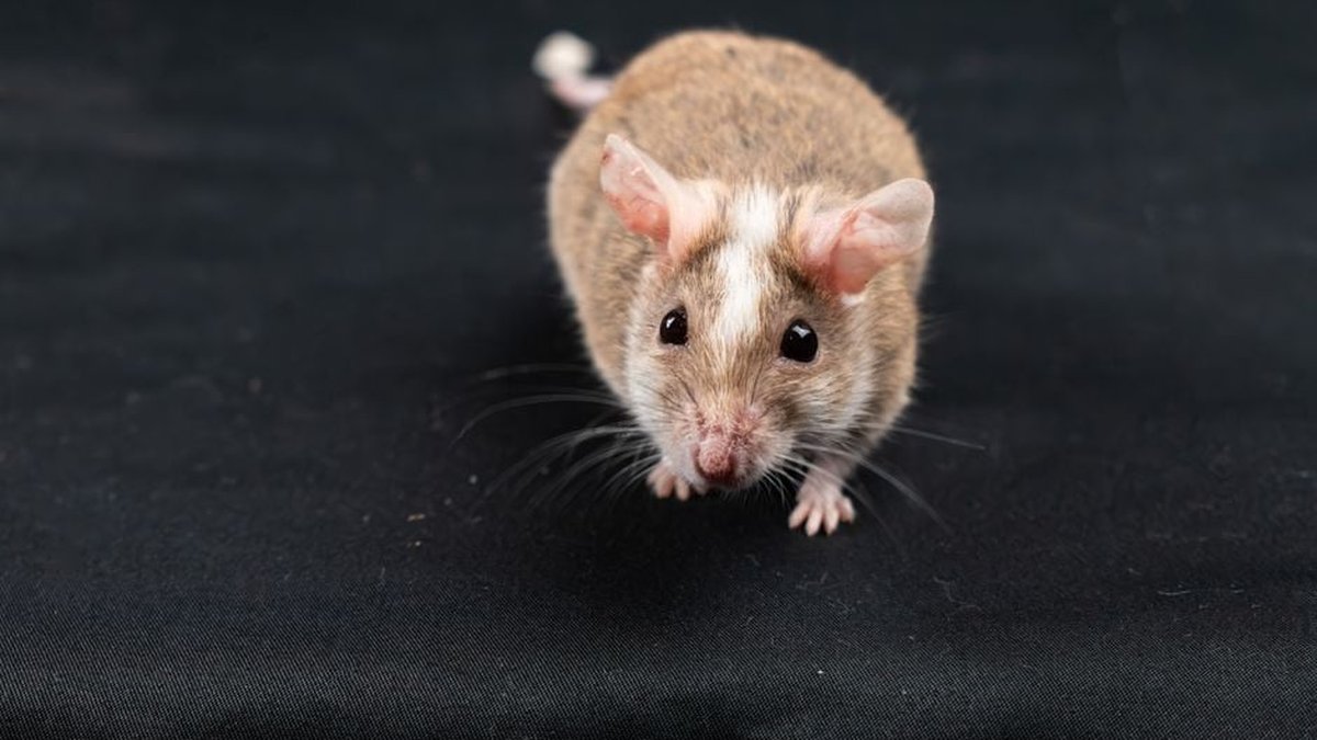 Is Rodent Exclusion Worth It? Pest Experts Discuss the Proof Behind Proofing