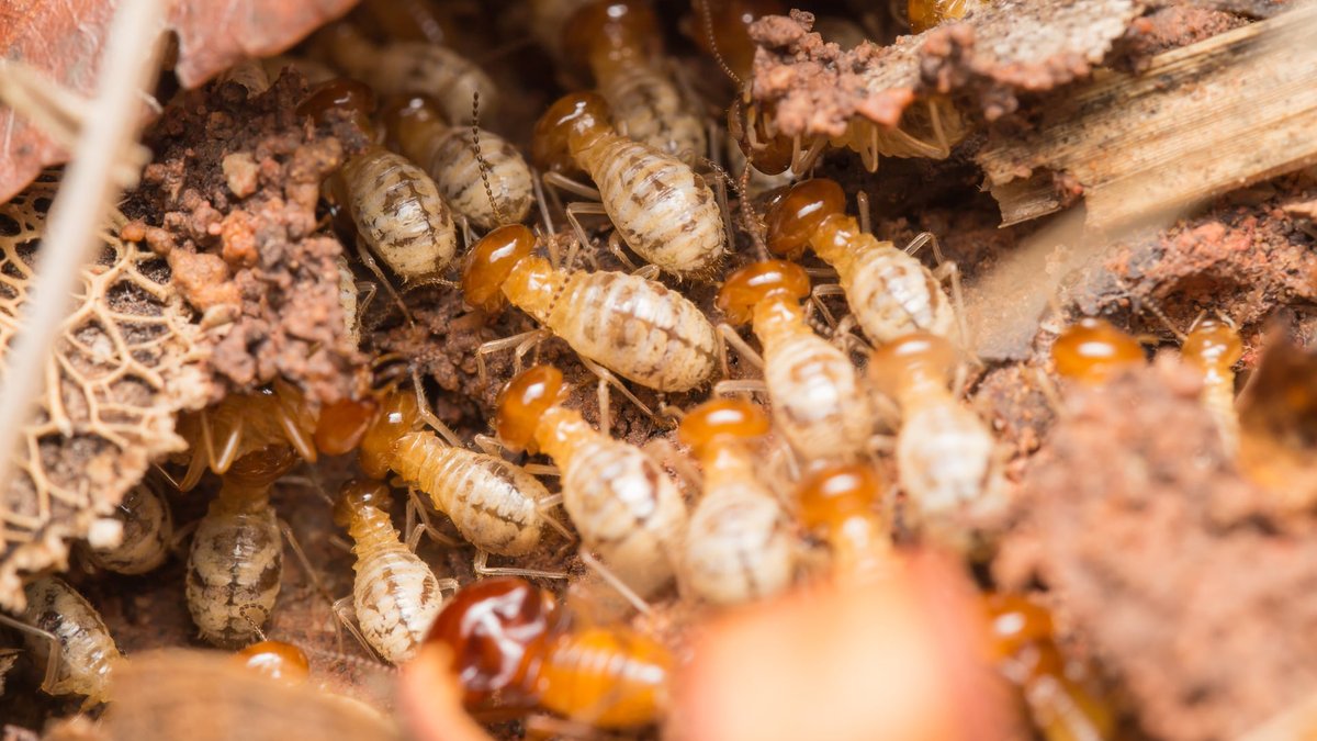 Is Termite Treatment Worth It? NoVA Pest Experts Explore Risks Of DIY Methods