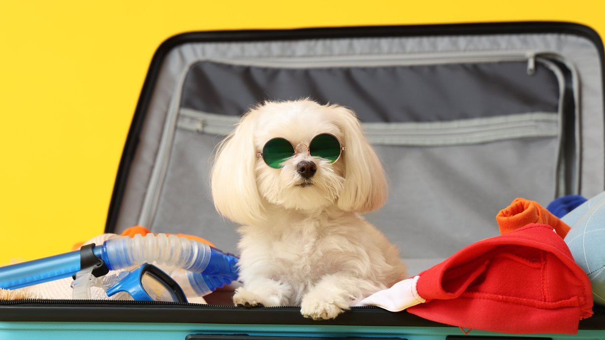 La Grange, IL Holiday Boarding For Pets Announced For October Long Weekend