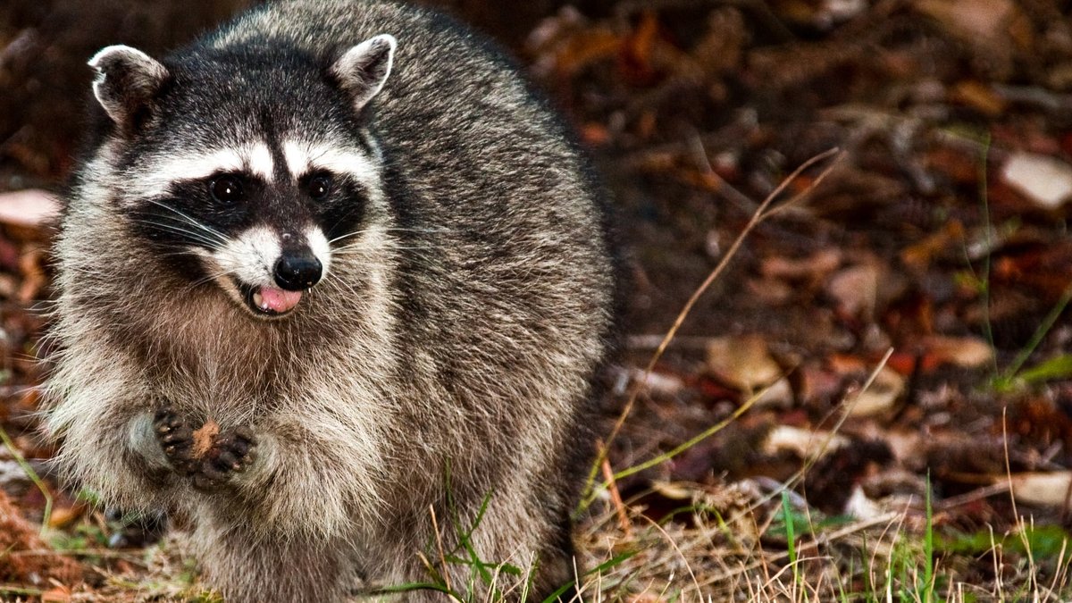 Raccoon Poop vs Rat Poop: Pictures, Differences & Pest Control Solutions