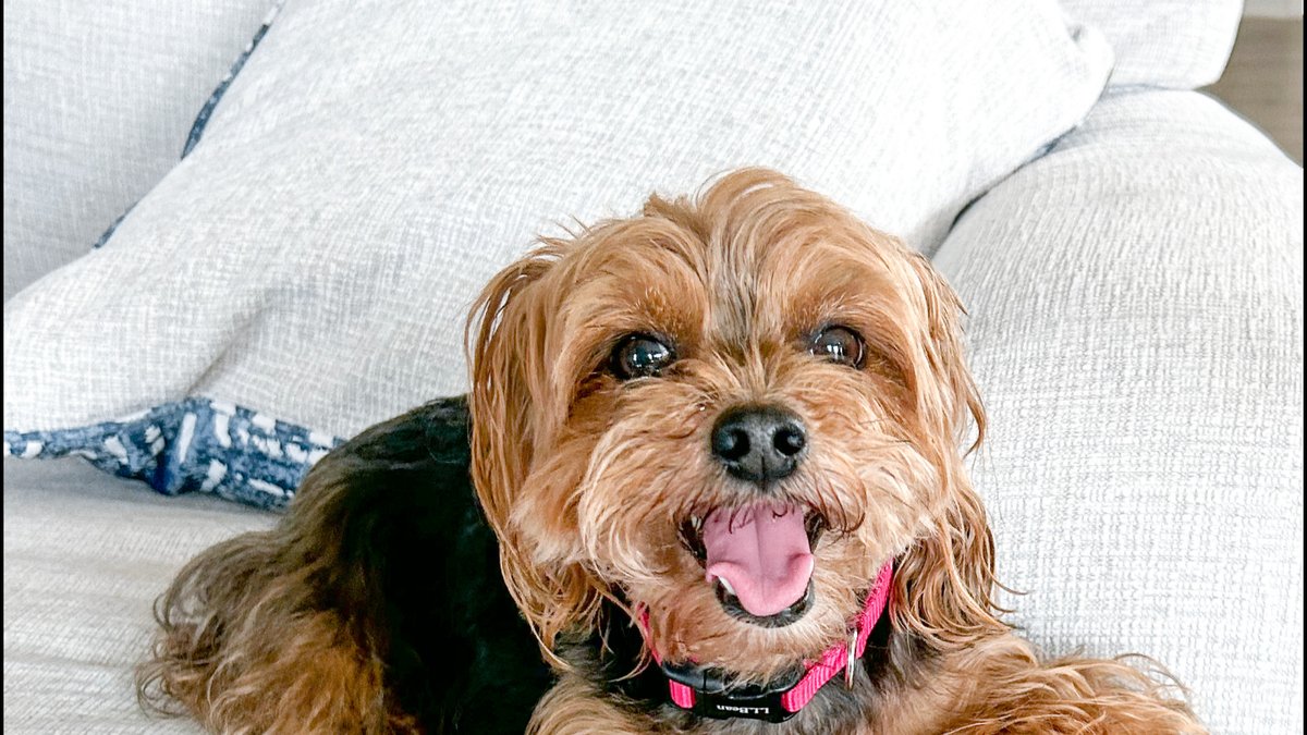 Raleigh, NC Professional Dog Walking & Overnight Pet Sitting Options Announced