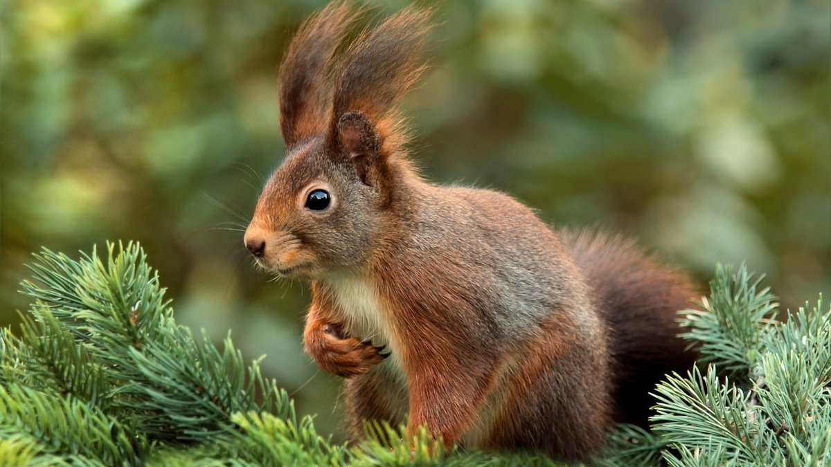 Squirrel Poop vs Mouse Poop: Differences & Treatment
