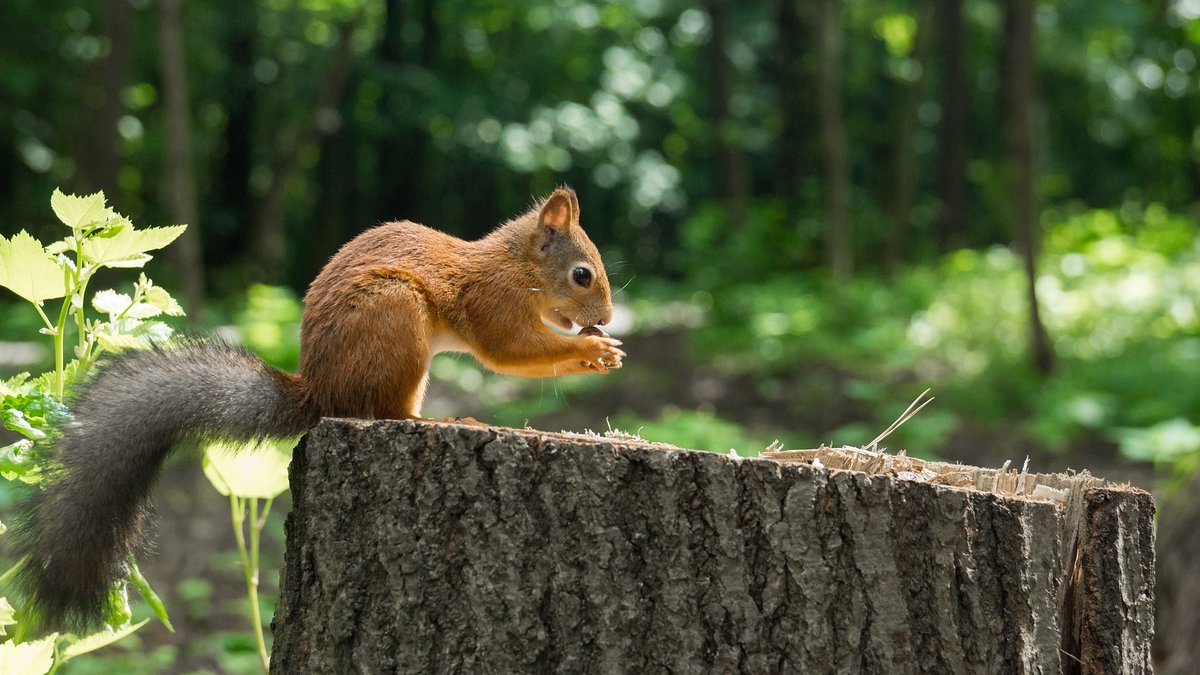Squirrel Removal in Fairfax, VA: Top Companies, Cost & Reviews