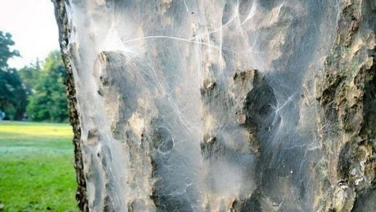 White Webbing on Trees: Houston Residents' Guide to Bark Lice Released