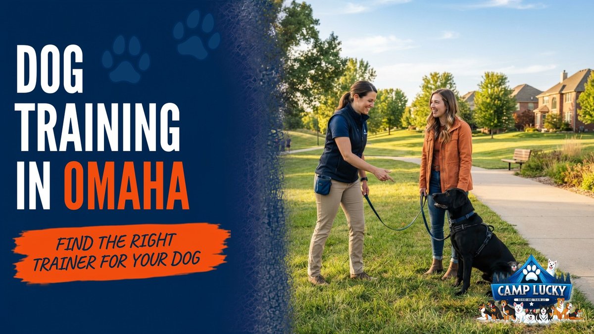 Why Aggressive Dog? Omaha Trainer Explains Frustration-Driven Reactivity