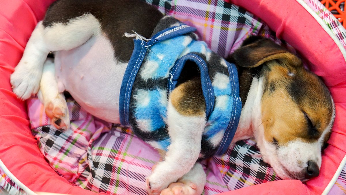 Willow Brook, IL Puppy Boarding & Overnight Supervision: Service Announced