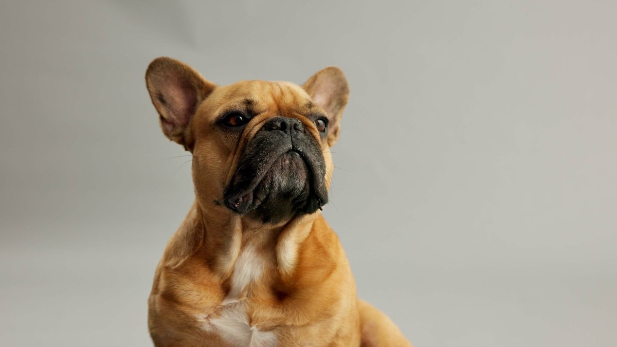 French Bulldog Puppy Guide: Texas Experts on What New Owners Should Know