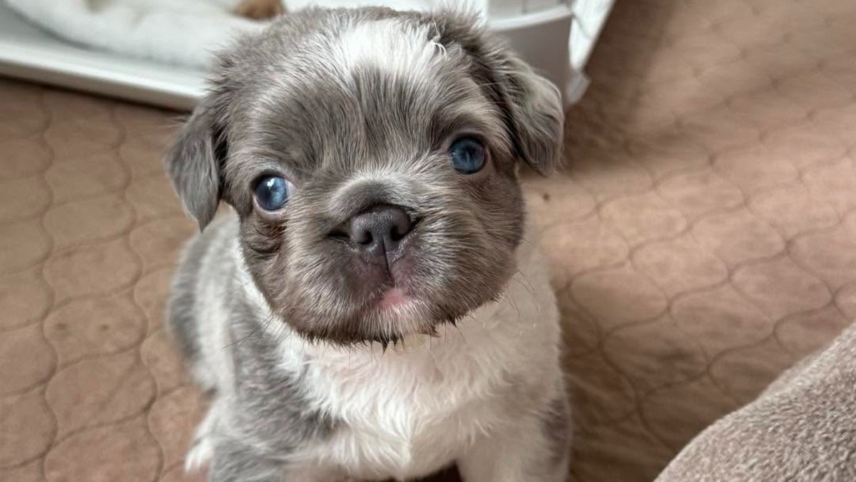 Texas French Bulldog Puppies: First-Time Owner Preparation & Care Guide Released