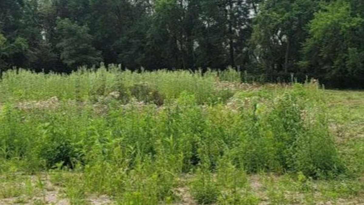 Toledo Brush Removal for Overgrown Properties: Roque Tree Service