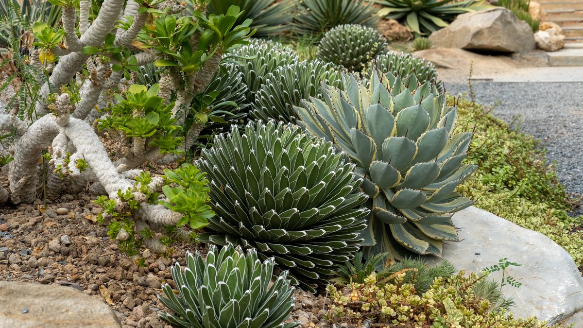 Xeriscape Landscaping: Albuquerque Expert Explains Rebates & Water Savings